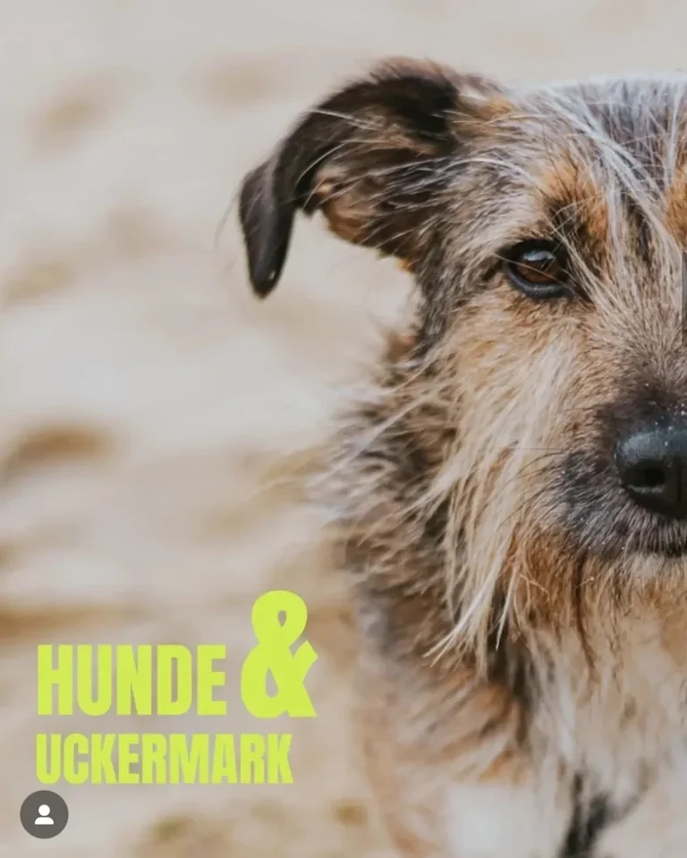 Hunde & Uckermark Wanderwochenende – entspanntes Training und Naturerlebnis
