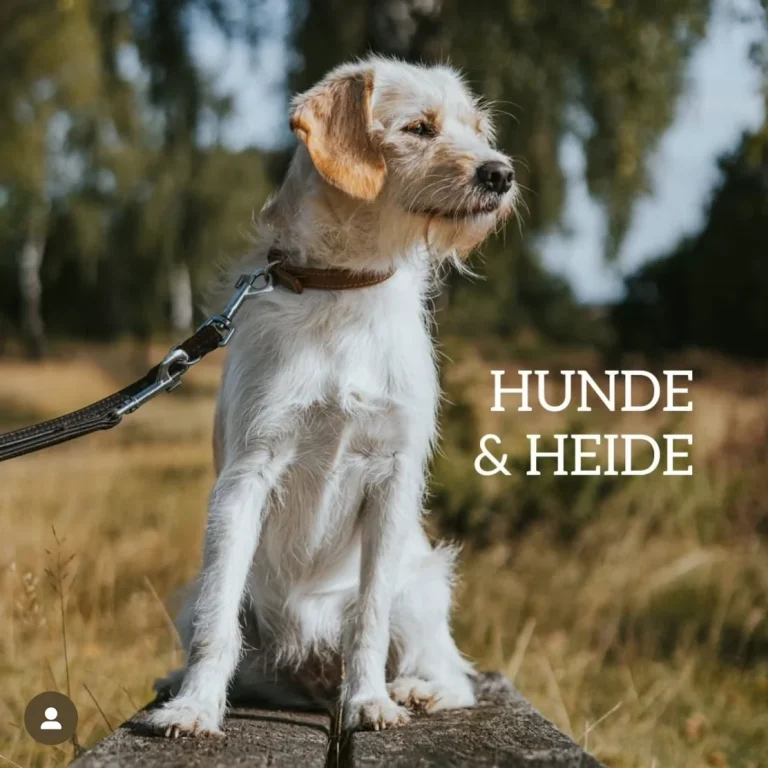 Hunde & Heide Wanderwochenende – Achtsamkeitsspaziergänge und Training in Berlin