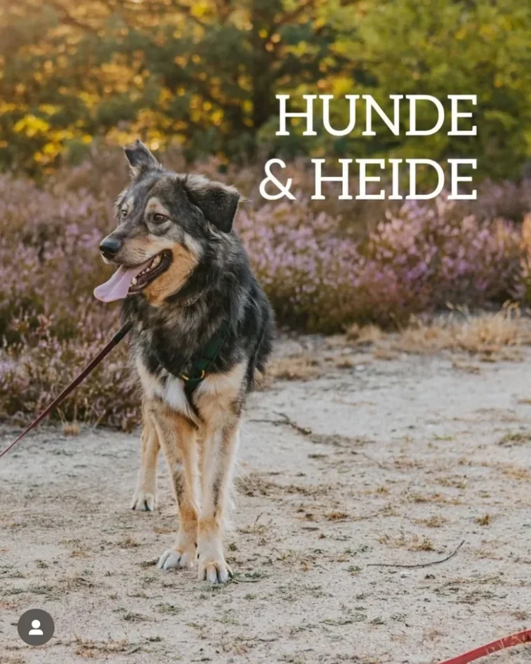 Hunde & Heide Wanderwochenende – Achtsamkeitsspaziergänge und Training in Berlin